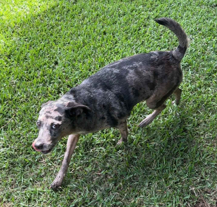 Photo of Bijou
