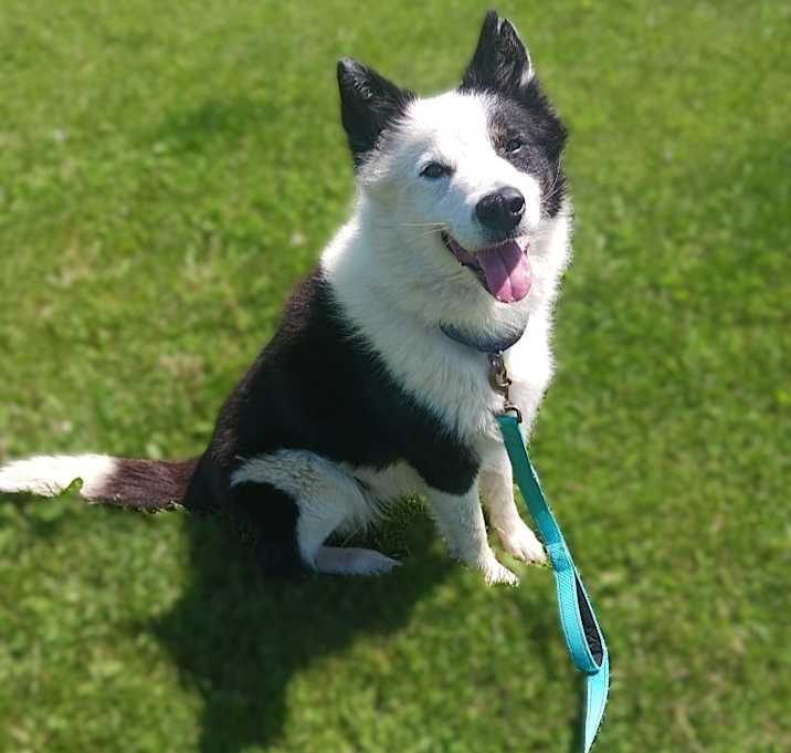 Photo of Bandit