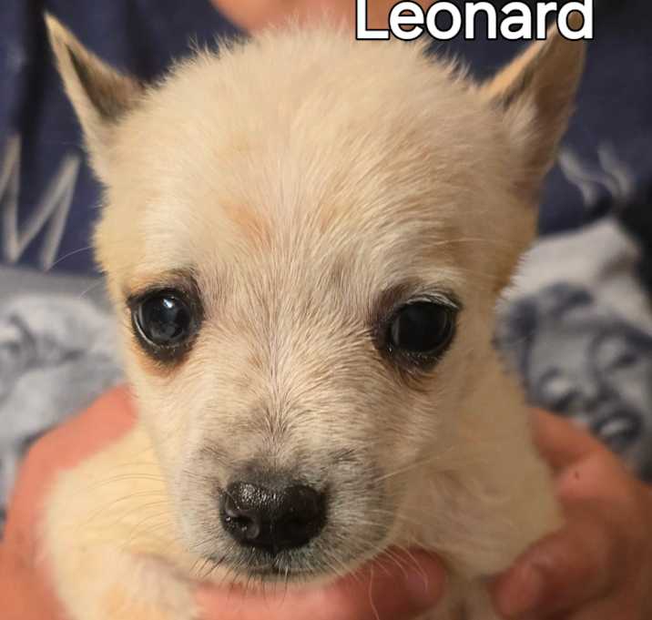 Photo of Leonard
