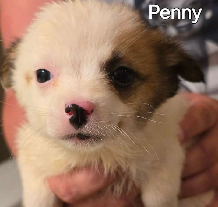 Photo of Penny 2