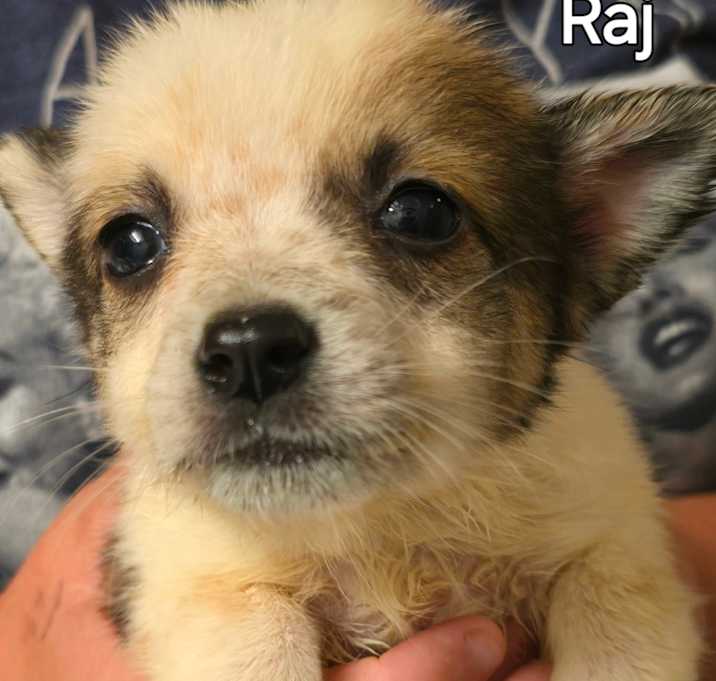 Photo of Raj