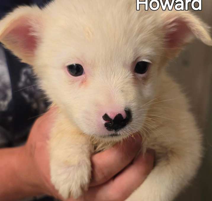Photo of Howard