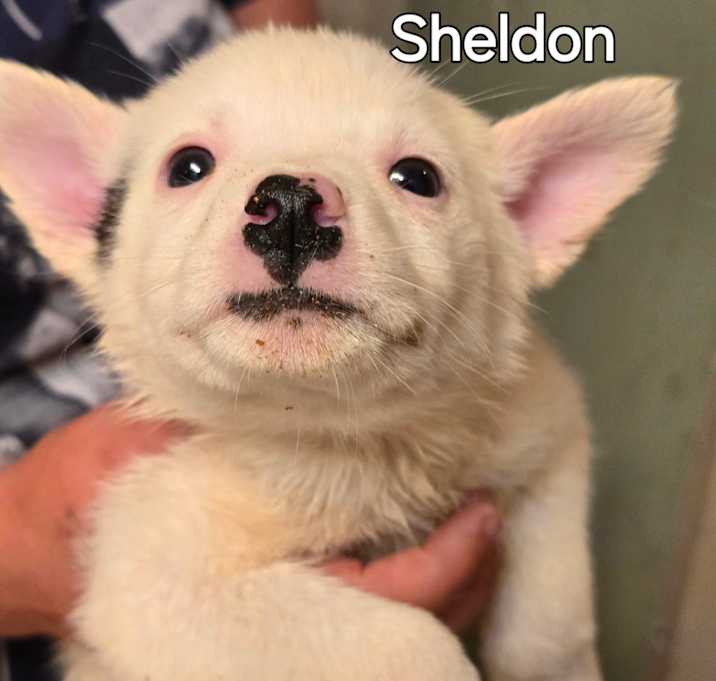 Photo of Sheldon