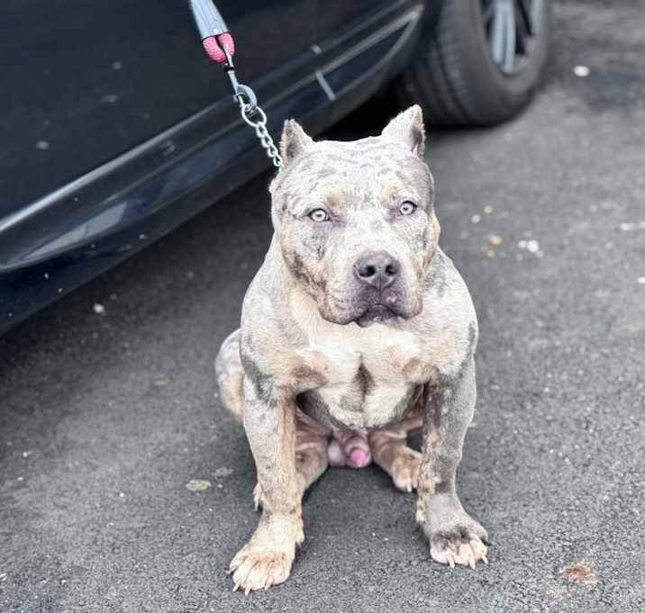 Photo of Ziggy