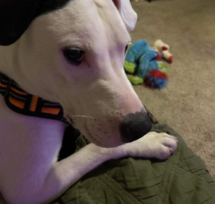 Photo of Brody