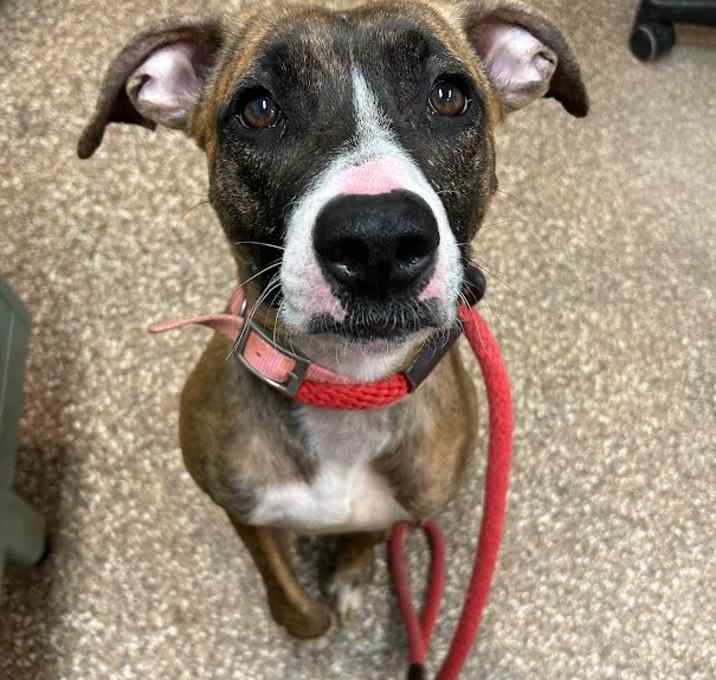 Photo of "Brindle"