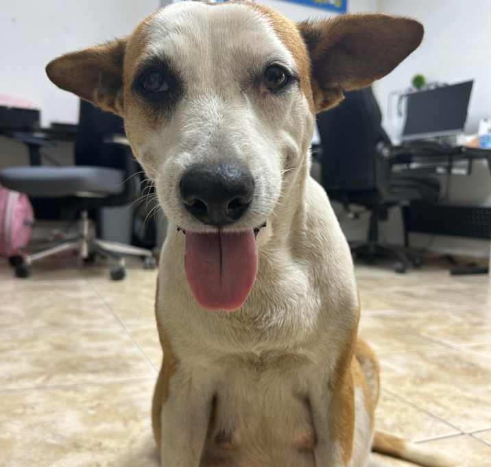 Photo of Dulce