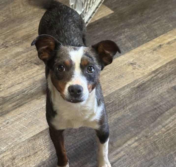 Photo of Bailey