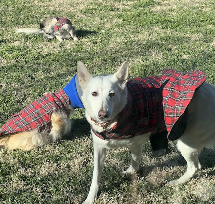 Photo of Dixie