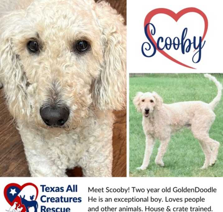 Photo of Scooby