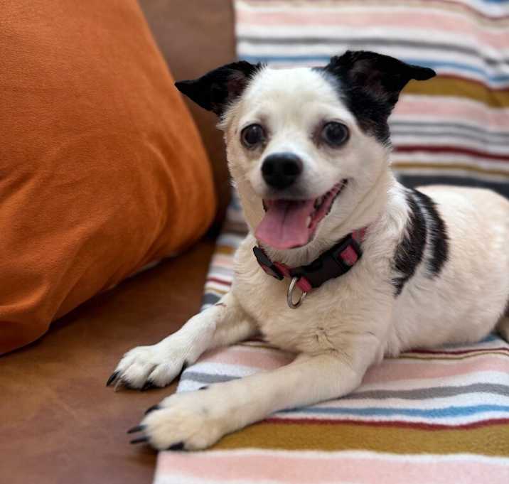 Photo of Dolly