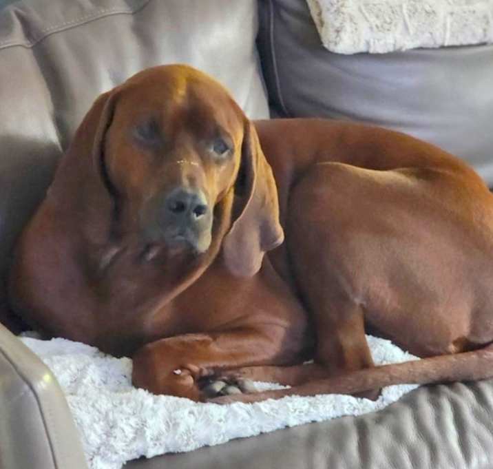 Photo of RED