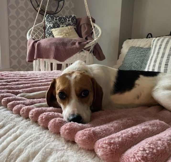 Photo of Daisy