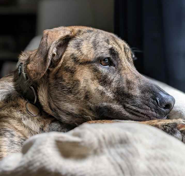 Photo of Arlo