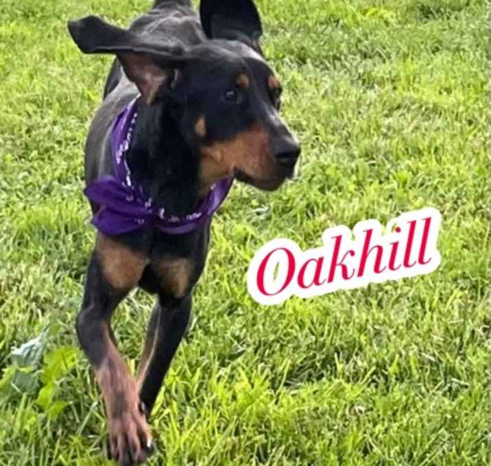 Photo of Oakhill