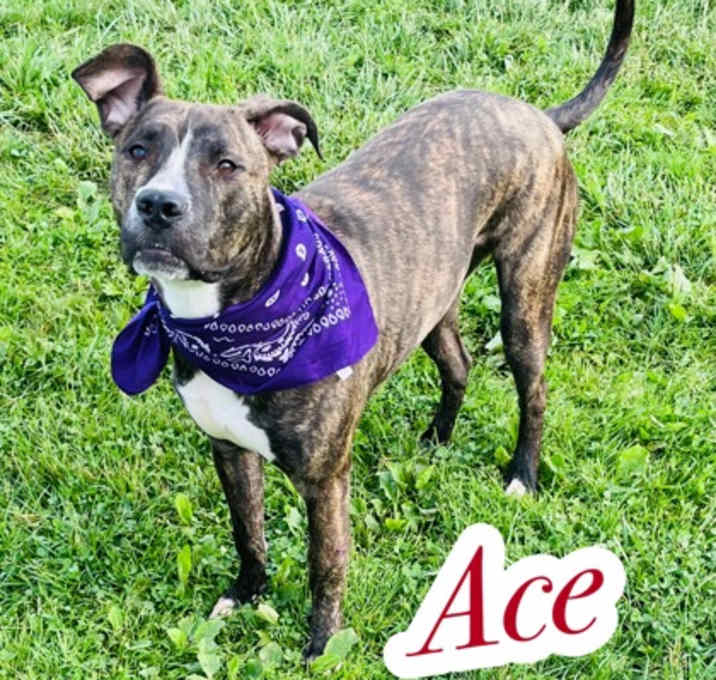 Photo of Ace