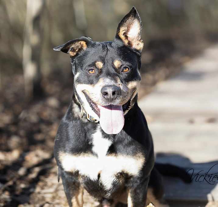 Photo of Chance