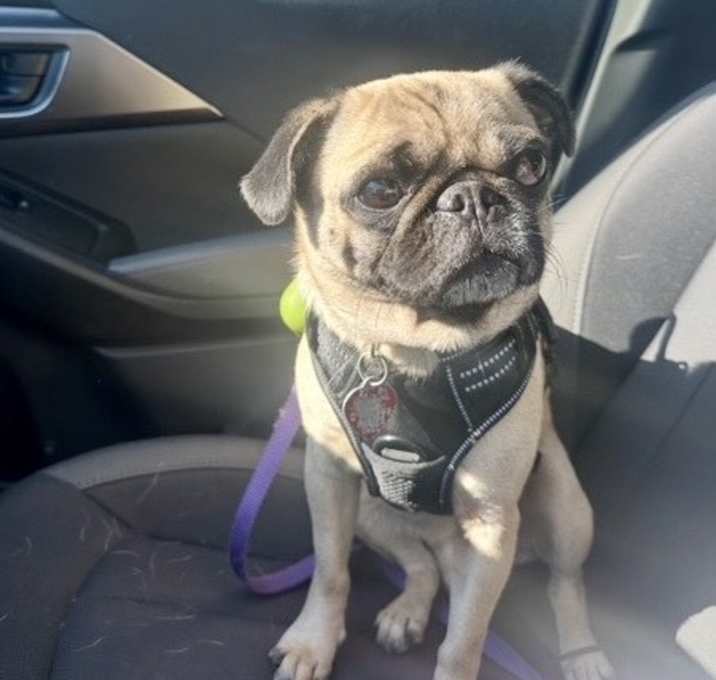 Photo of Bonnie Girl