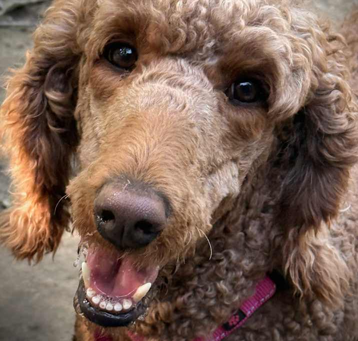 Photo of Lady