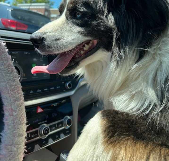Photo of Buster