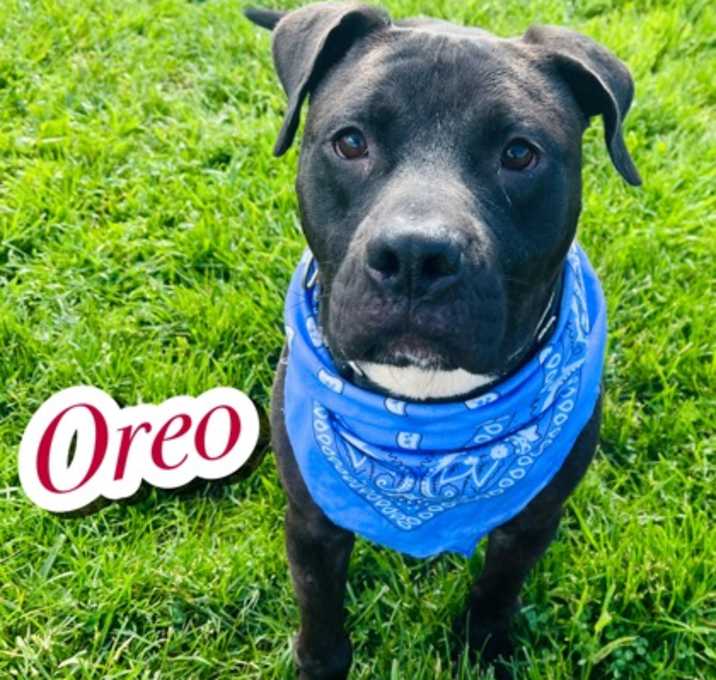 Photo of Oreo