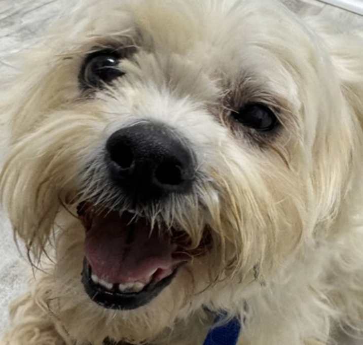 Photo of Mr. Pickles