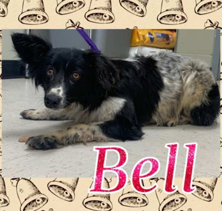 Photo of Bell