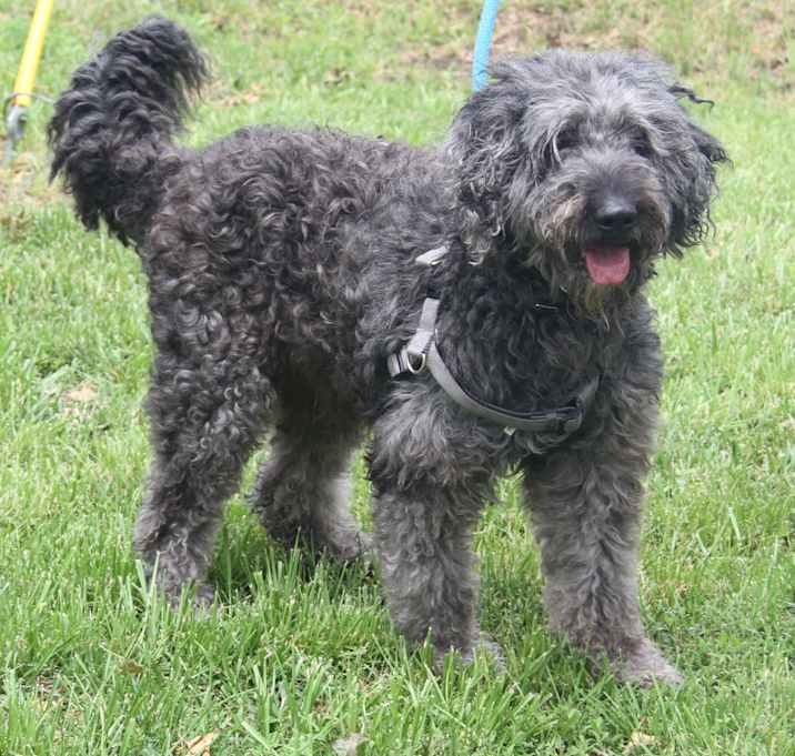 Photo of Oakley (Neutered)
