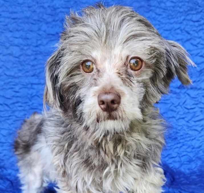 Photo of Penny