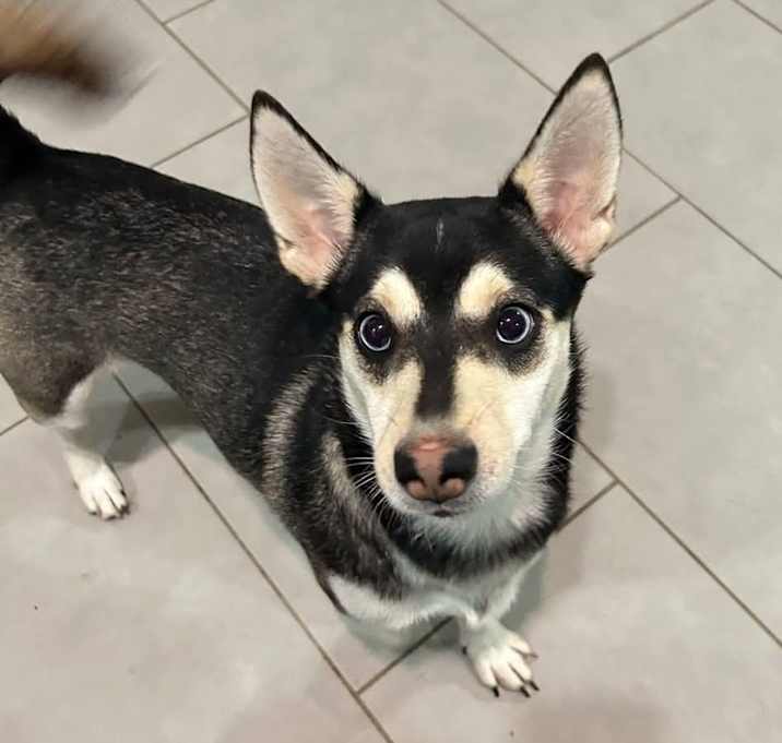 Photo of Suki