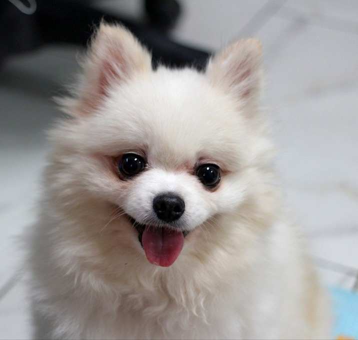 Photo of Blanc