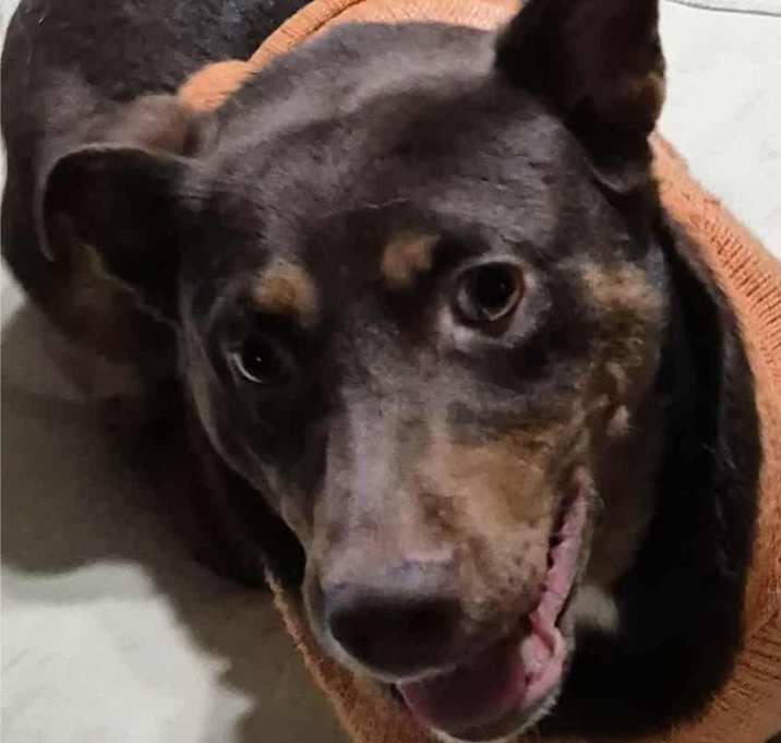 Photo of Dobbie