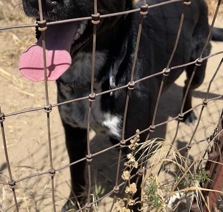 Photo of Pepper