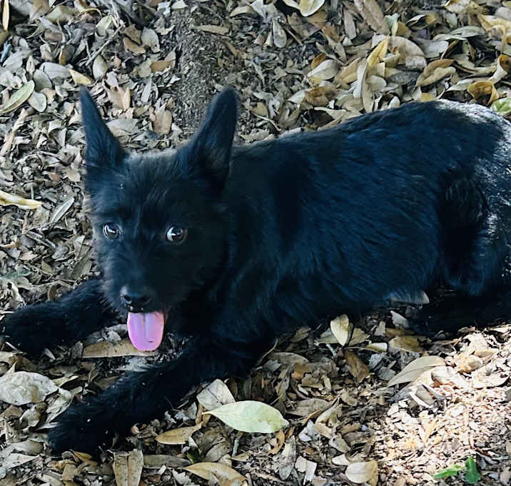 Photo of Sugar