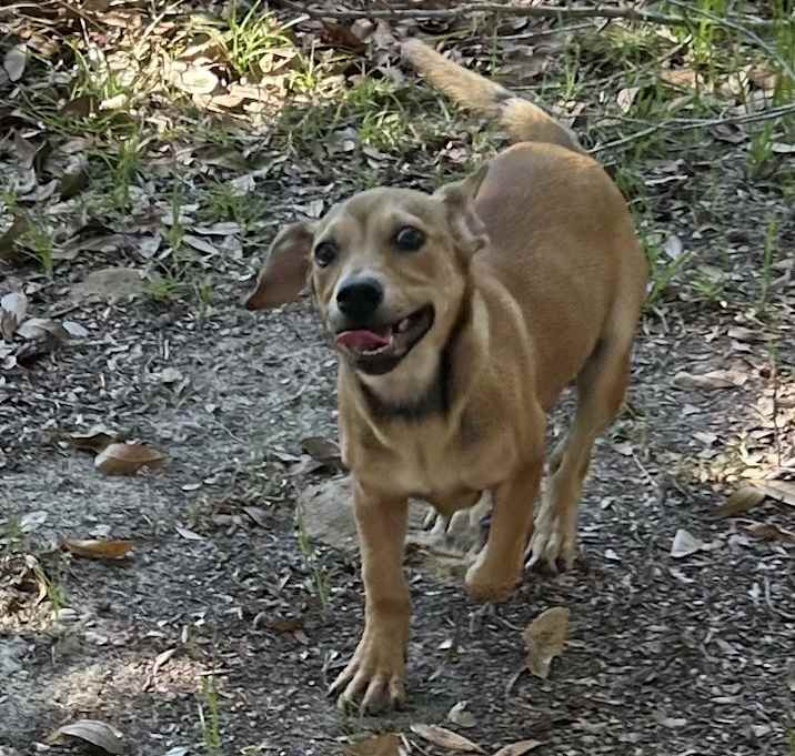 Photo of Honey