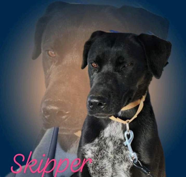 Photo of Skipper