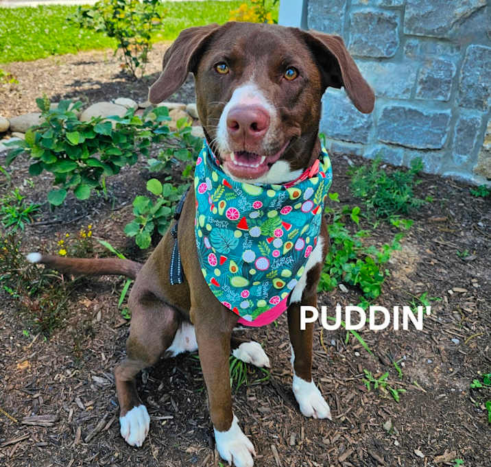 Photo of Puddin