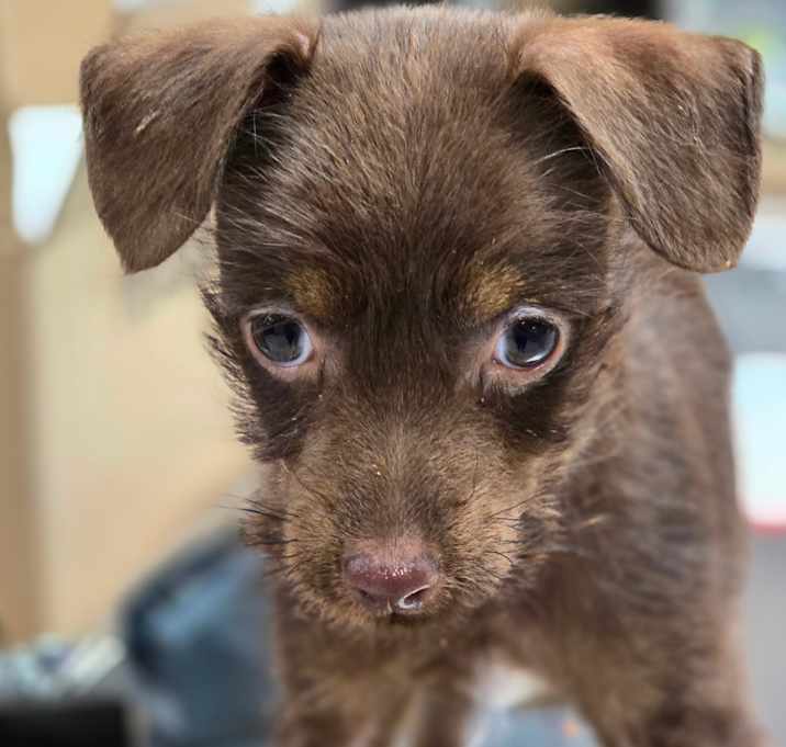 Photo of Chai