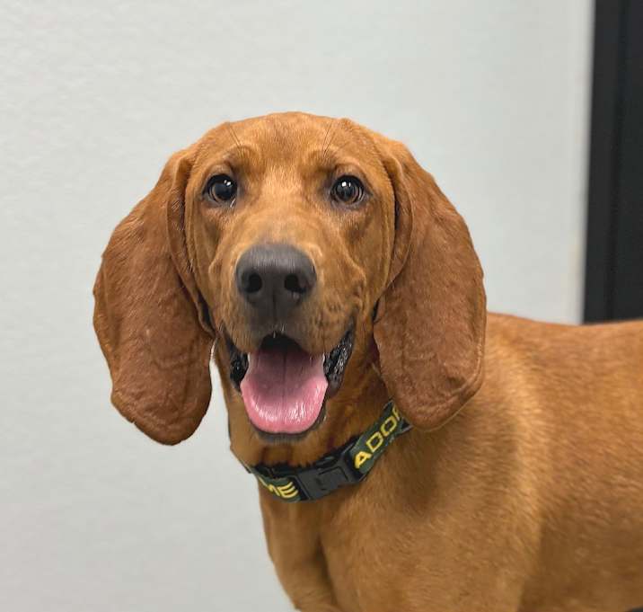Photo of Rufus