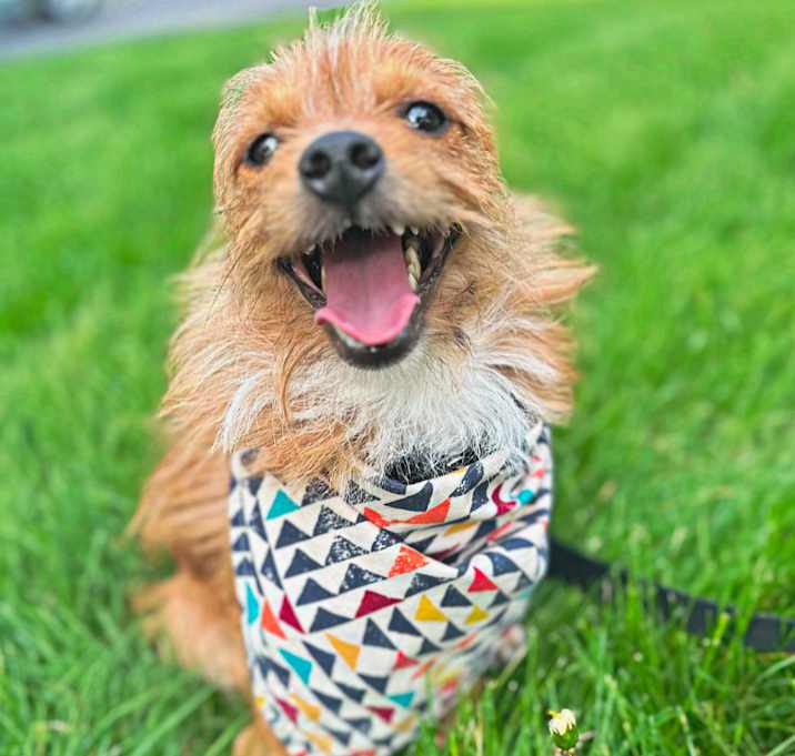 Photo of Tango