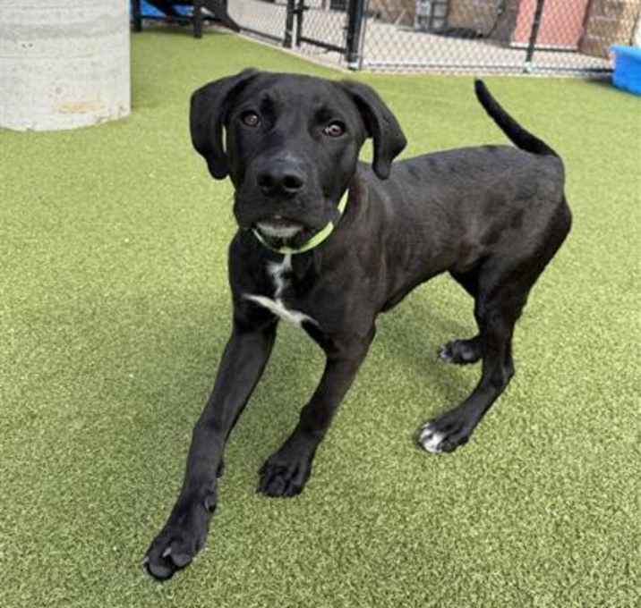 Photo of Jax