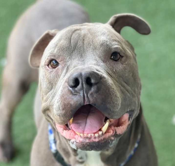 Photo of Baloo
