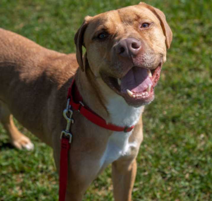Photo of Zeus (Pumpkin)