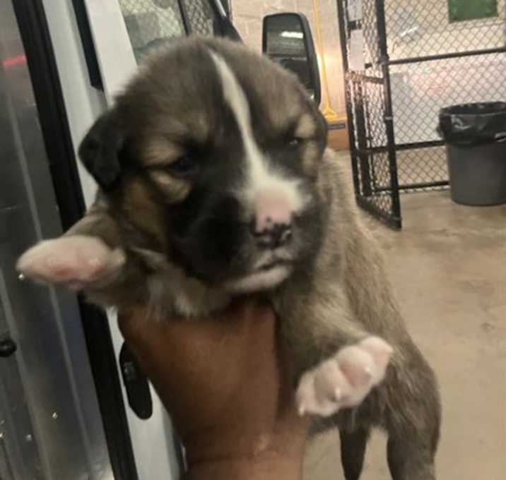 Photo of PUP 6
