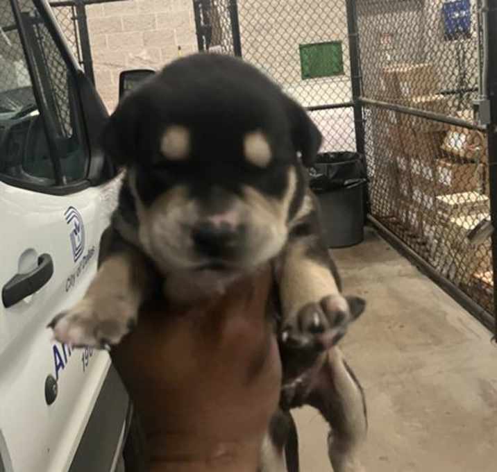 Photo of PUP 9