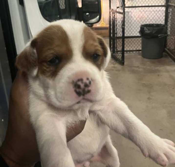 Photo of PUP 3