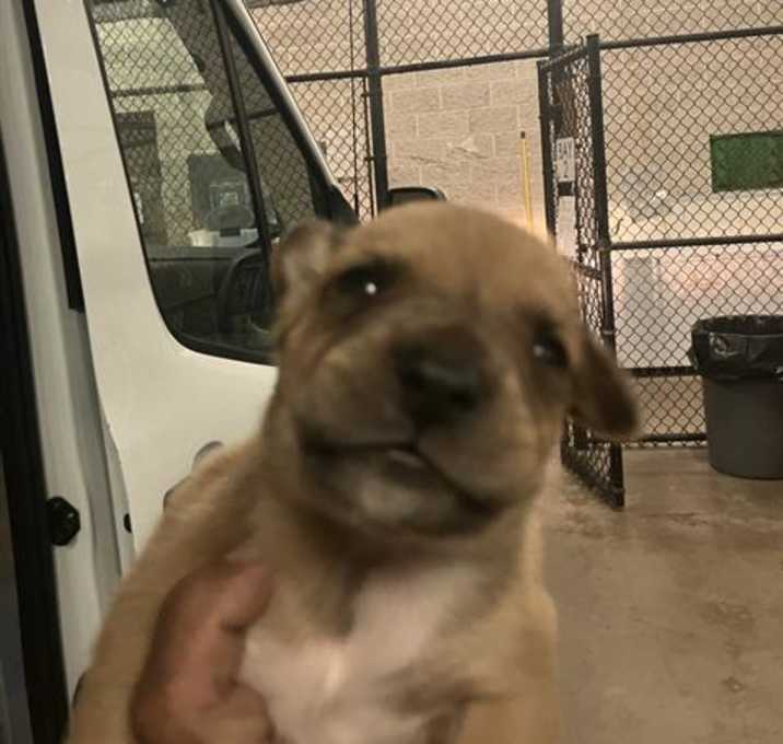 Photo of PUP 8