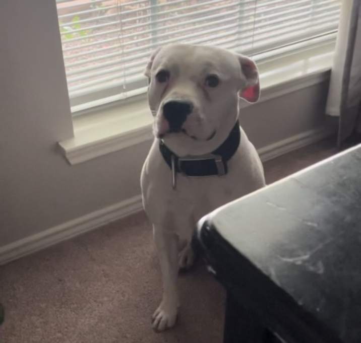 Photo of Spot