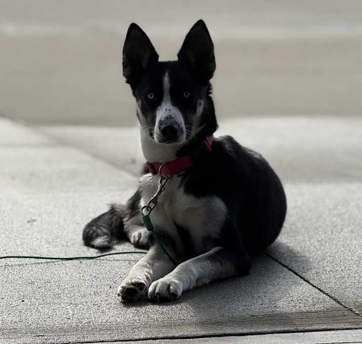 Photo of Dakota
