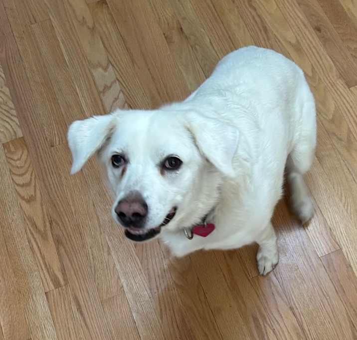 Photo of Chloe - Home to Home